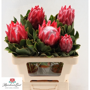 PROTEA CY RED REX