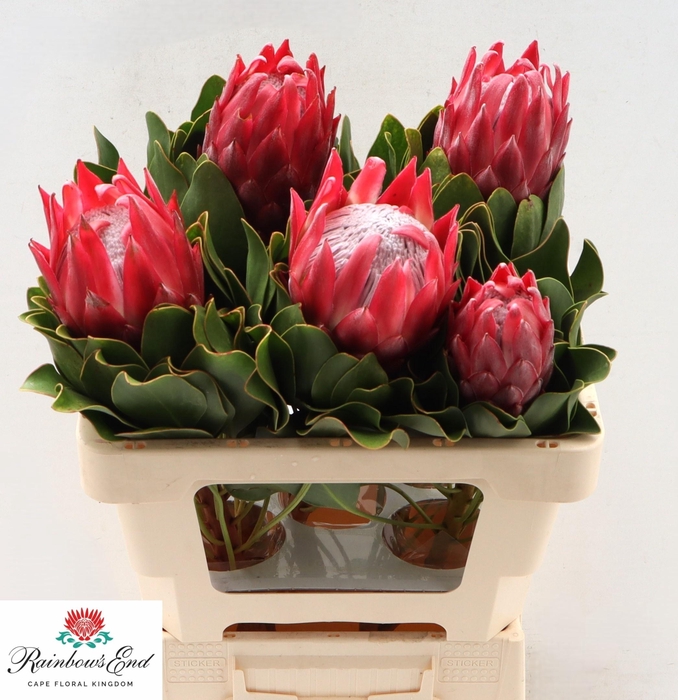 <h4>PROTEA CY RED REX</h4>