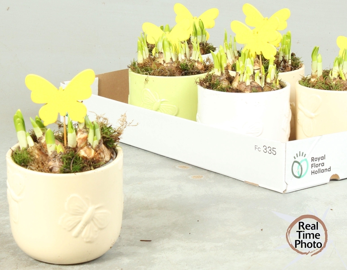 <h4>ARR NARCISSUS</h4>