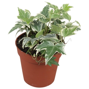 Hedera helix White Ripple - zonder rankje