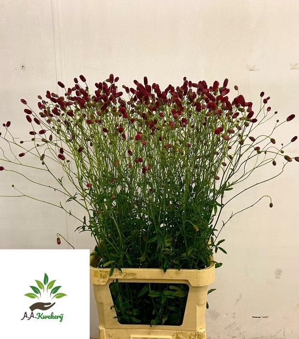 <h4>SANG OF ARNHEM</h4>