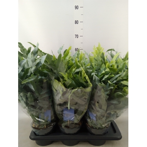 Phlebodium aureum 'Blue Star'