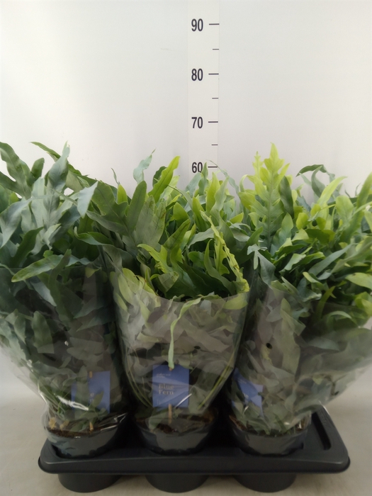 <h4>Phlebodium aureum 'Blue Star'</h4>