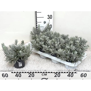 LAVAN ANGUSTIFOLIA