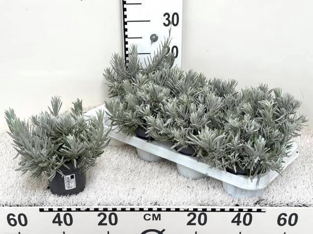 <h4>LAVAN ANGUSTIFOLIA</h4>