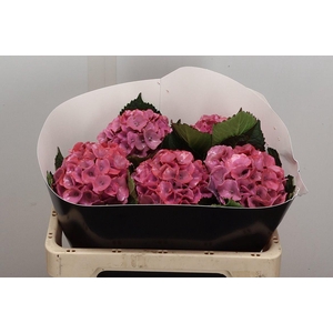 Hydr Wx 50cm Lichtroze