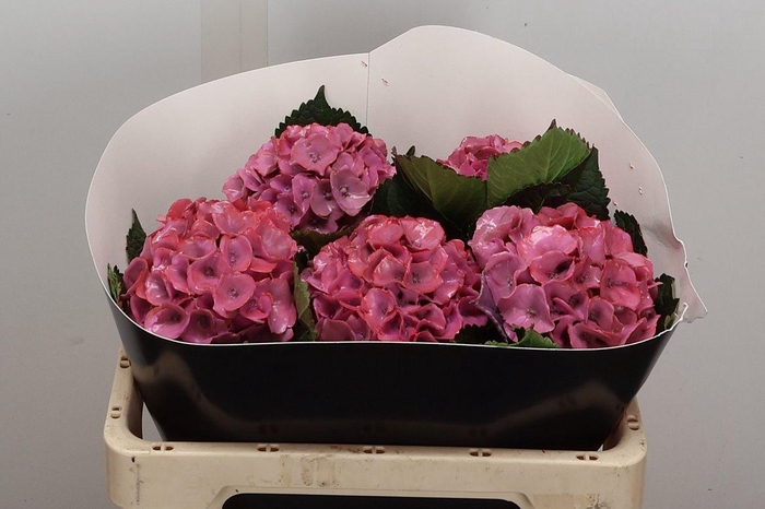 <h4>Zijde Wax-Hydrangea Hydr Wax Zijde Rose</h4>