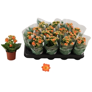 KAL GE DON PEDRO stock