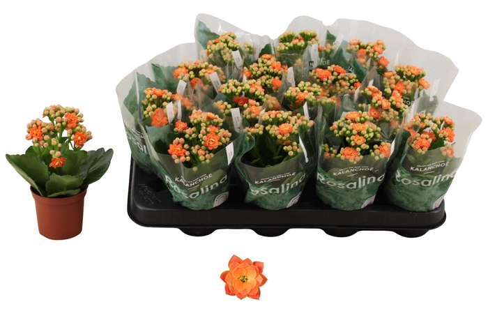 <h4>KAL GE DON PEDRO</h4>