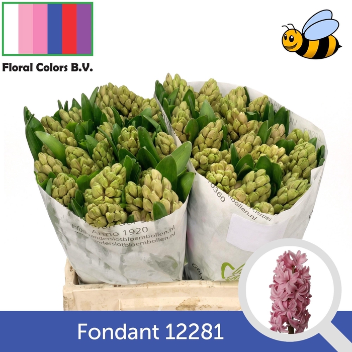 <h4>HYAC FONDANT</h4>