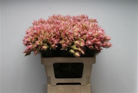 <h4>Blushing Bride Evening Star 6-9</h4>