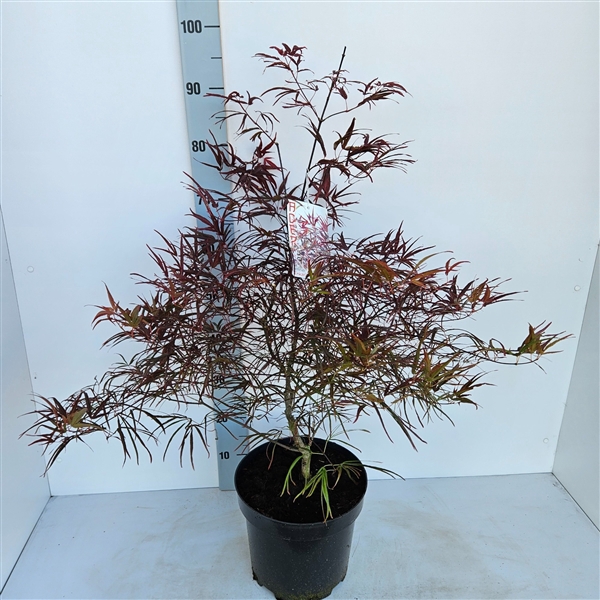<h4>Acer palmatum 'Enkan'</h4>
