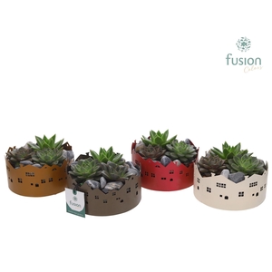 Zinken schaal Huisjes Small met Succulenten