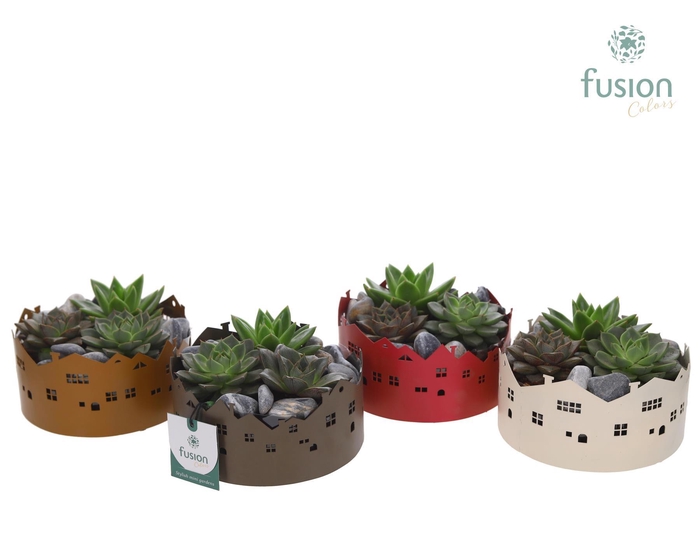 <h4>Zinken schaal Huisjes Small met Succulenten</h4>