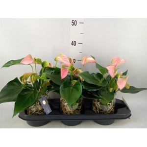 Anthurium   ...mix