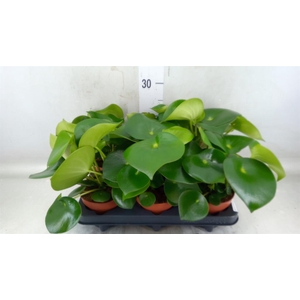 Peperomia polybotrya 'Raindrop'