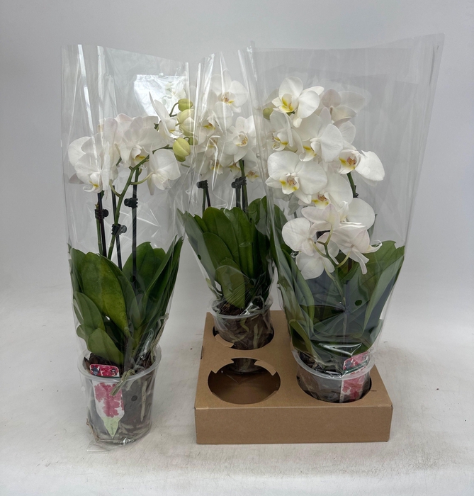 <h4>PHAL OV WIT</h4>