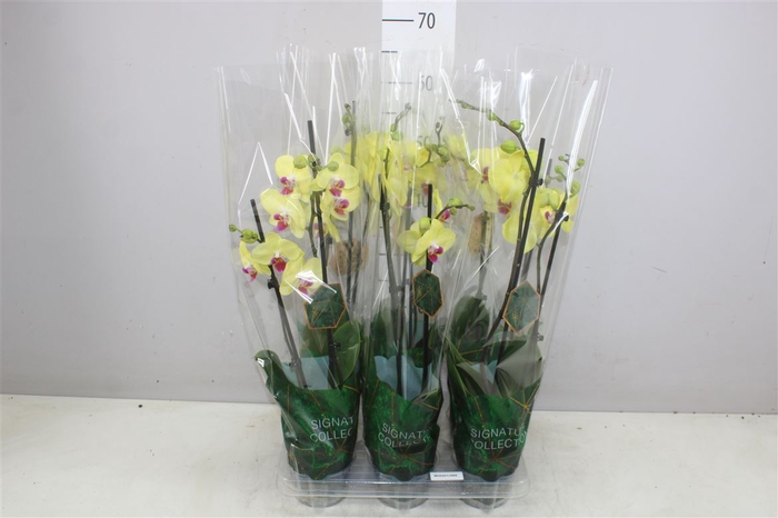 <h4>Phal Miraflor 2 Tak</h4>