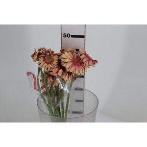 GERBERA PASTA ROSATA < 050 CM > 10 CM DIAM
