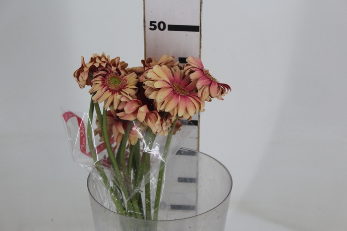 <h4>GERBERA PASTA ROSATA < 050 CM > 10 CM DIAM</h4>