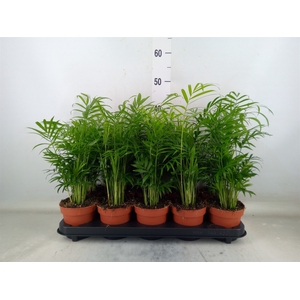 Chamaedorea elegans