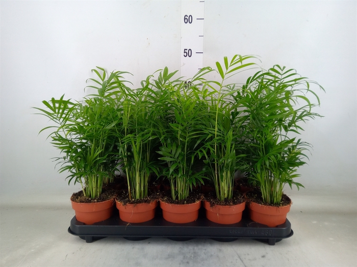 <h4>Chamaedorea elegans</h4>