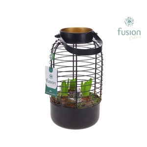 Lantaarn metaal met Hyacinthus