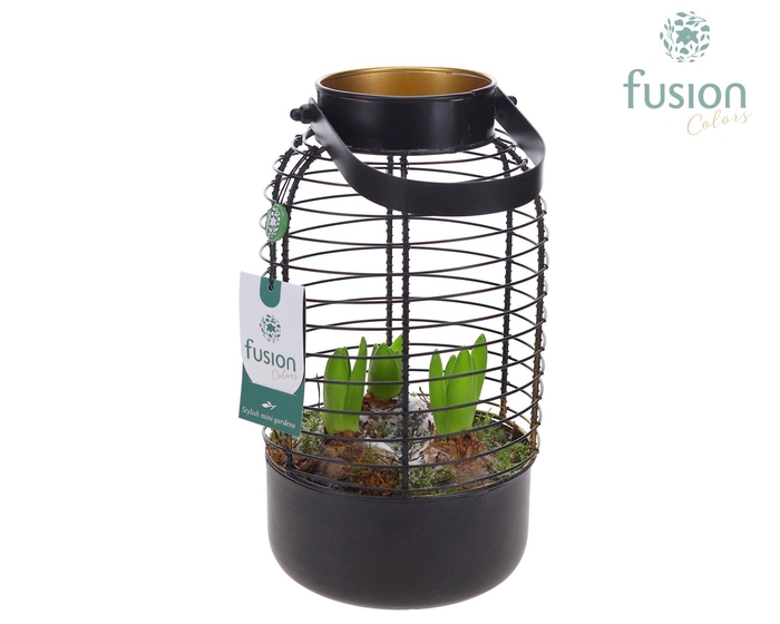 <h4>Lantaarn metaal met Hyacinthus</h4>