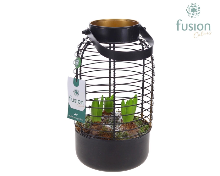 <h4>Lantaarn metaal met Hyacinthus</h4>