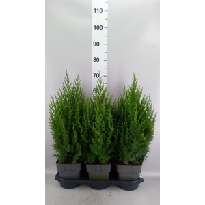 Juniperus chinensis 'Stricta'