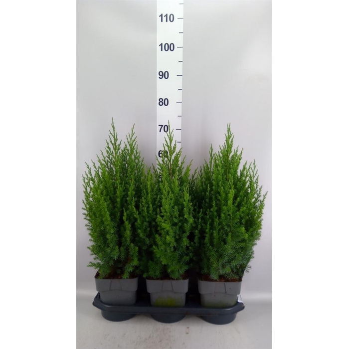 <h4>Juniperus chinensis 'Stricta'</h4>