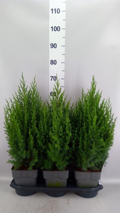 <h4>Juniperus chinensis 'Stricta'</h4>