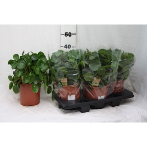 PILEA PEPEROMIOIDES