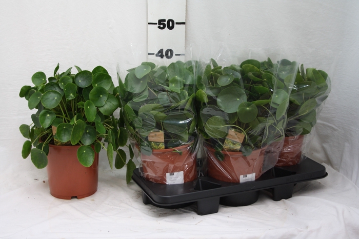 <h4>PILEA PEPEROMIOIDES</h4>
