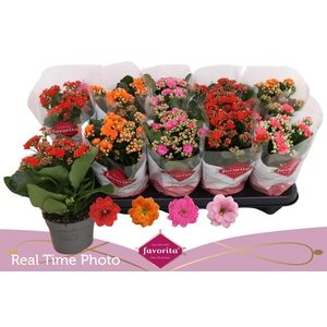 KAL GE PERF GEM 4 KL