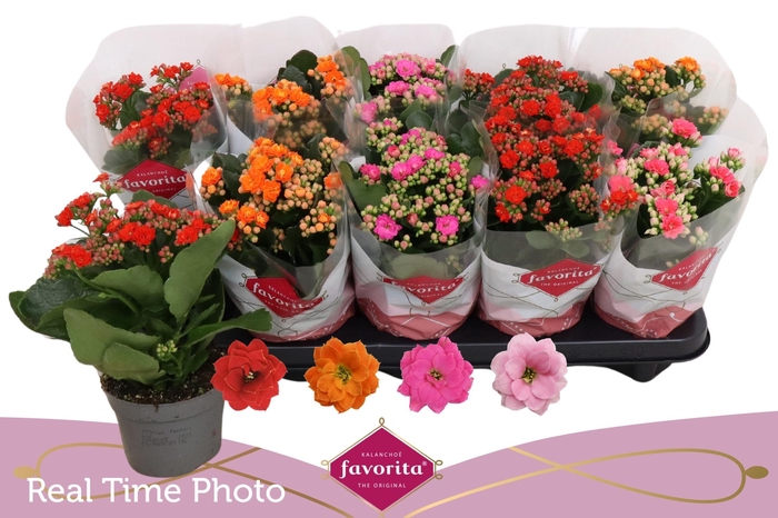 <h4>KAL GE PERF GEM 4 KL</h4>