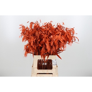 Chasmantium Kl Bh Orange