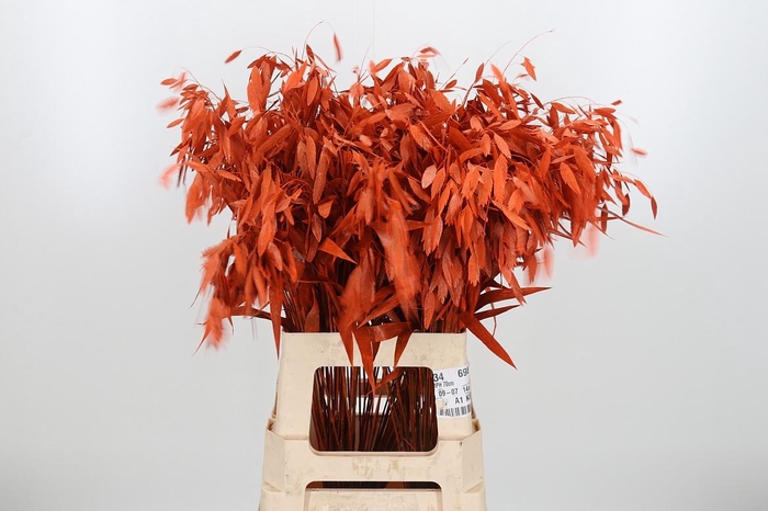 <h4>Chasmantium Kl Bh Orange</h4>