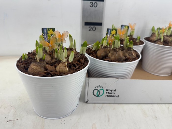 <h4>ARR N TETE A TETE</h4>