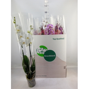Phalaenopsis   ...mix
