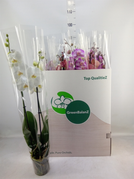 <h4>Phalaenopsis   ...mix</h4>