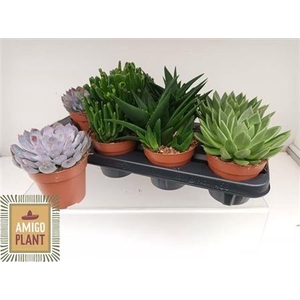 Succulenten gemengd 4 soorten