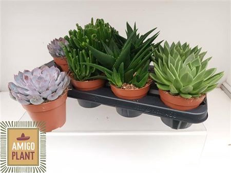 <h4>Succulenten gemengd 4 soorten</h4>