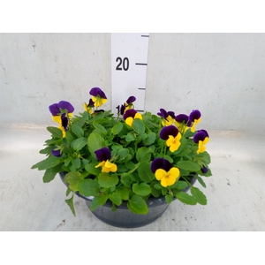 Viola corn. 'Evo Mini Lemon Purple'