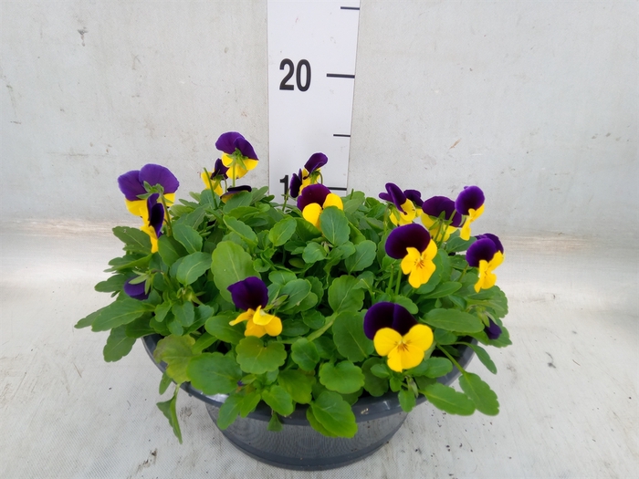 <h4>Viola corn. 'Evo Mini Lemon Purple'</h4>