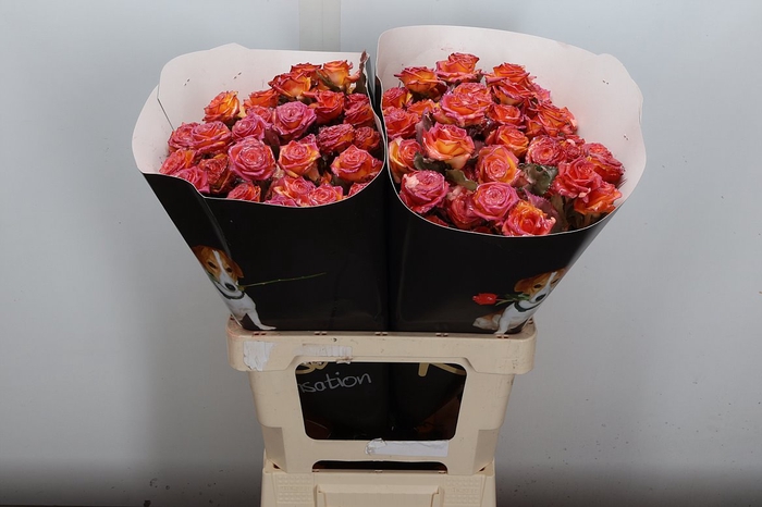 <h4>R Tr Wx Flaming Versilia Xl</h4>