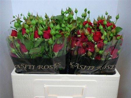 <h4>R Tr Mirabel</h4>