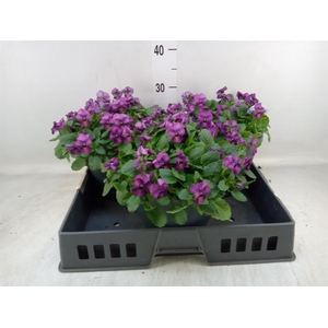 Viola corn. 'Patiola Tangarine'