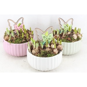 arr4 Bollenmxi JS - Ker. pastel mix x3