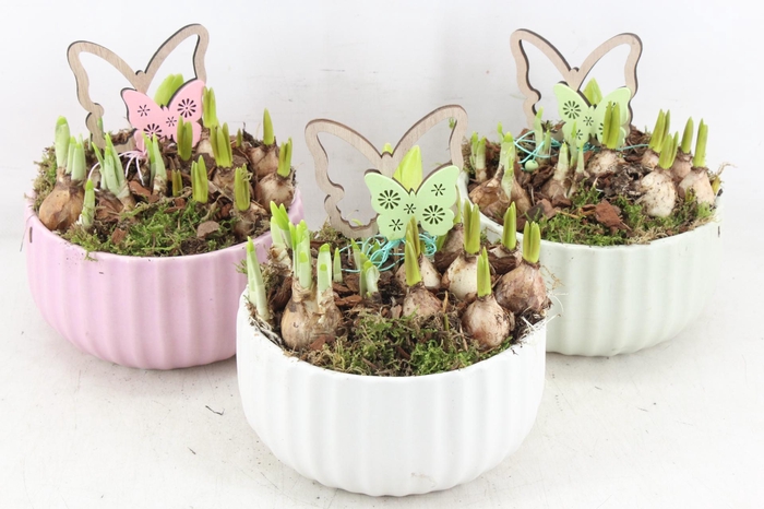 <h4>arr4 Bollenmxi JS - Ker. pastel mix x3</h4>